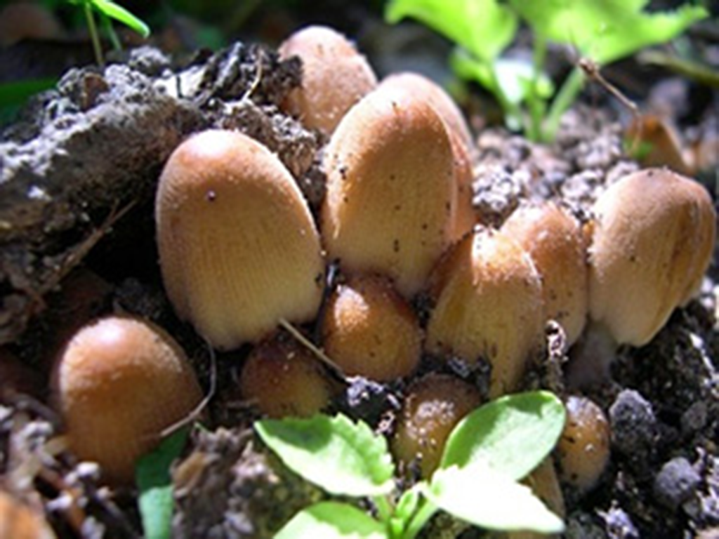 Coprinus micaceus - Glistening Ink-cap 2 - emerging